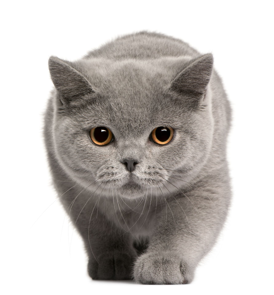 Grey cat