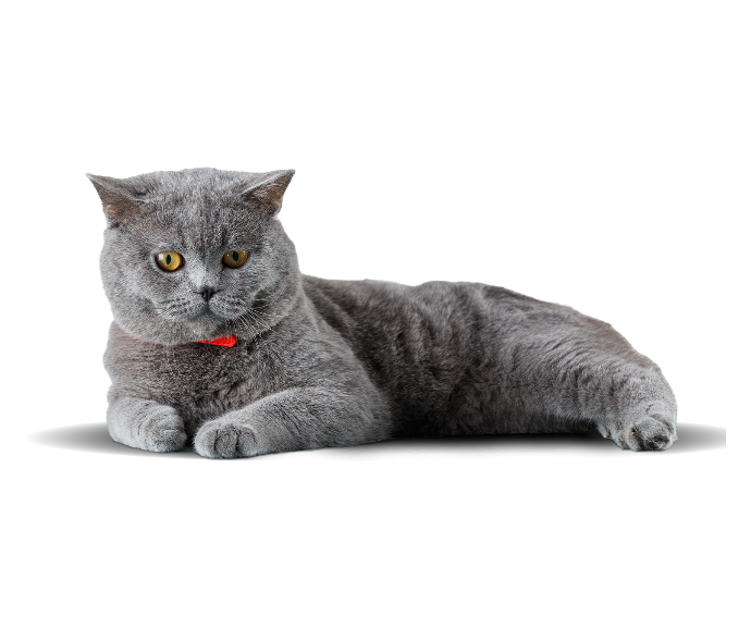 grey Scottish fold cat image