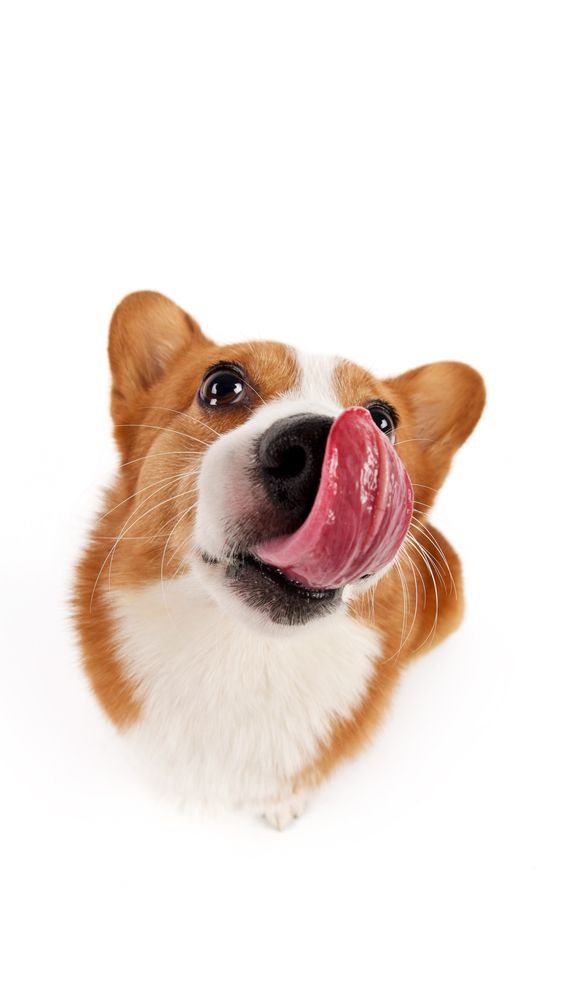 Premium dog dry food