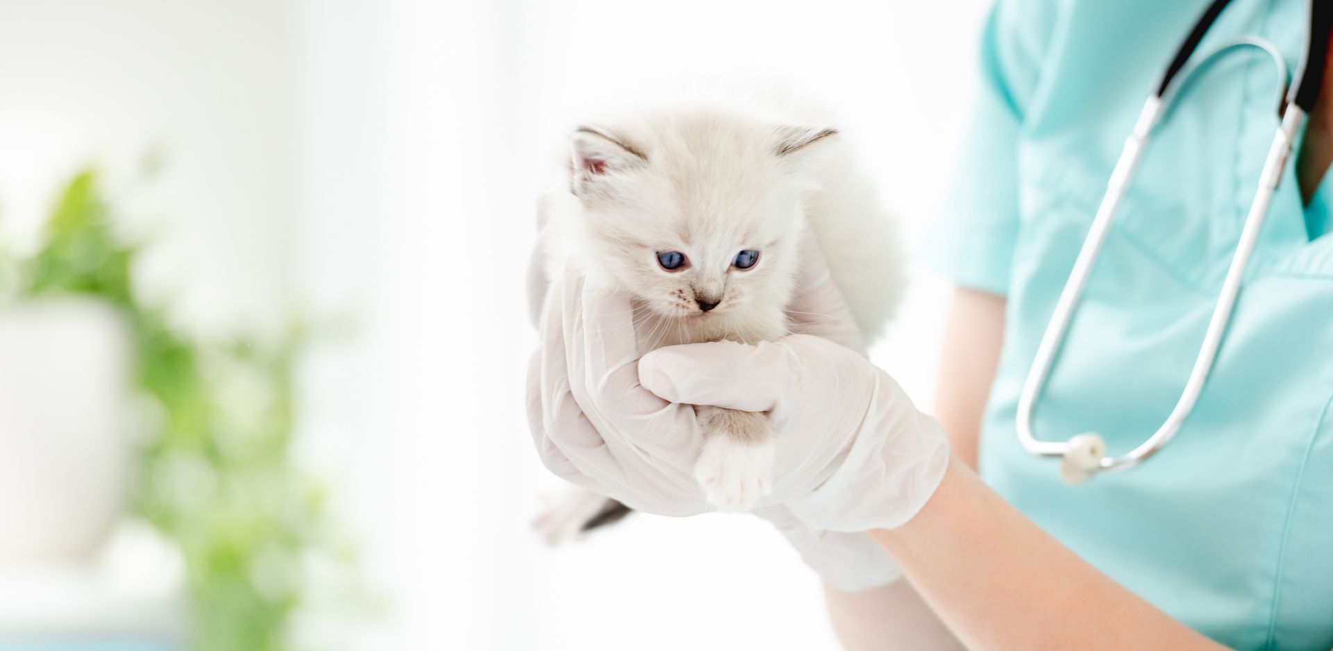 Cute cat with veterinary doctor - Pet blog Schesir